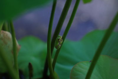 Close-up of insect on leaf