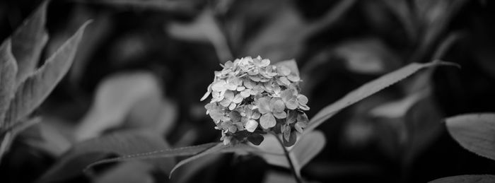 Close-up of wilted flowering plant