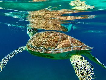 Close-up of turtle swimming in sea