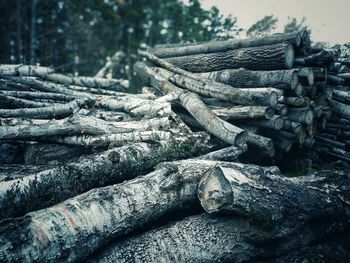 Stack of logs in forest