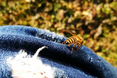 Close-up of insect on hand