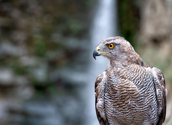 Close-up of a bird