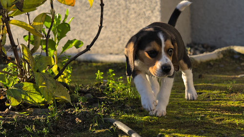 pet