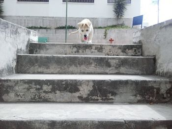 Staircase in front of building