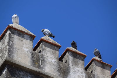 Low angle view of pigeons perching on building