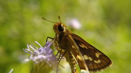 Close-up of butterfly pollinating on flower