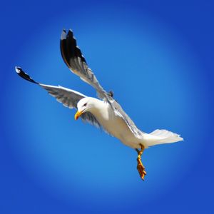 Low angle view of seagull flying