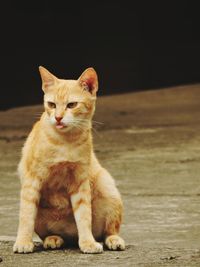 Portrait of cat sitting on floor