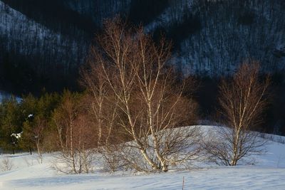 Bare trees against sky during winter at night