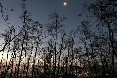 Low angle view of silhouette trees against sky at dusk