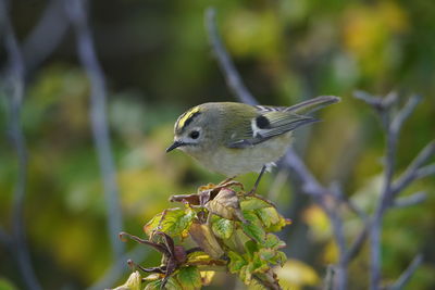 Close-up of bird perching on plant