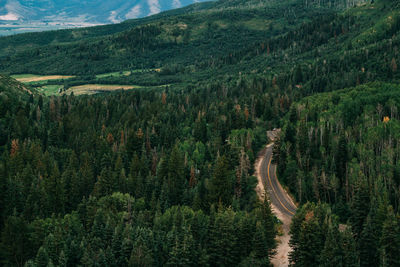 Scenic view of pine trees against sky