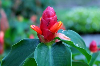 Close-up of red flower