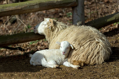 Sheep lying down on field