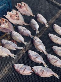 High angle view of fish for sale
