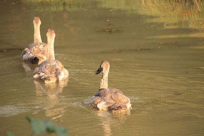 Swans swimming in lake