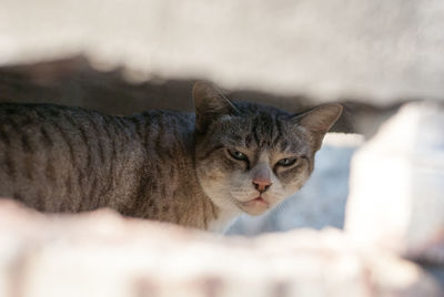 Close-up portrait of a cat