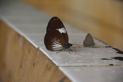 High angle view of butterfly on wood