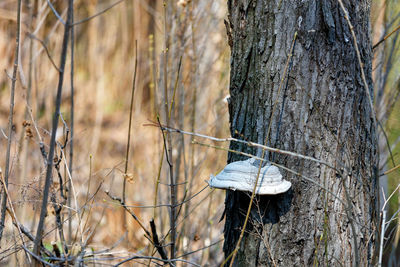 Close-up of mushroom growing in forest