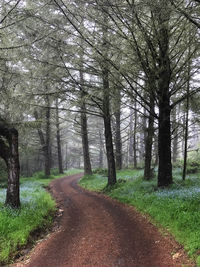 Road amidst trees in forest