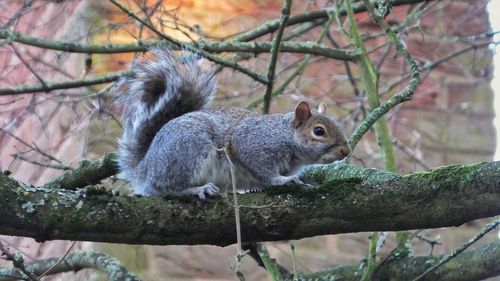 Close-up of squirrel on tree trunk