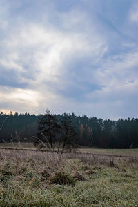 Scenic view of field against sky