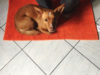 High angle portrait of a dog