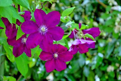 Close-up of purple flowers