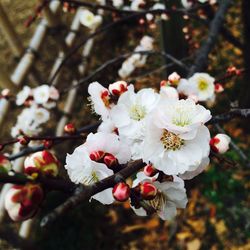 Close-up of apple blossoms in spring