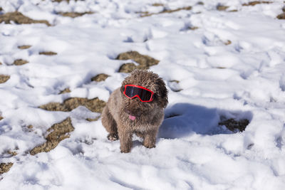 Dog wearing sunglasses on snow