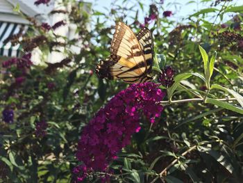 Close-up of butterfly pollinating on purple flower