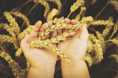 Cropped hands of child holding wheat plants