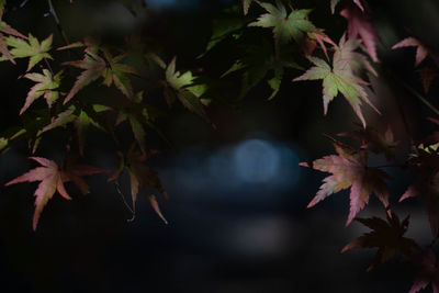 Close-up of autumn leaves on tree