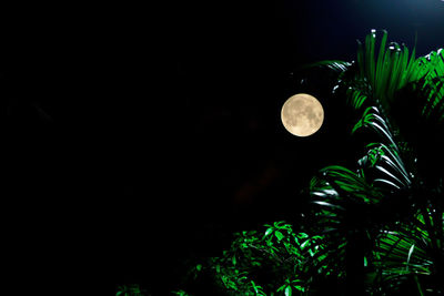 Low angle view of plants against moon at night