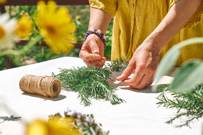 Alternative medicine. collection and drying of herbs. woman holding in her hands a bunch of rosemary