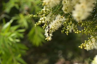 Close-up of insect on flower