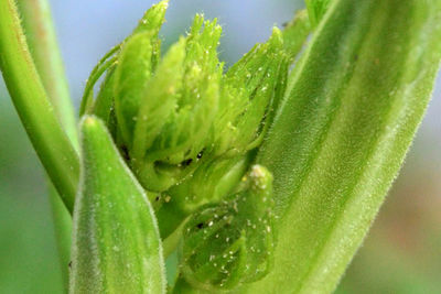 Close-up of wet succulent plant