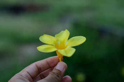 Close-up of hand holding yellow flower