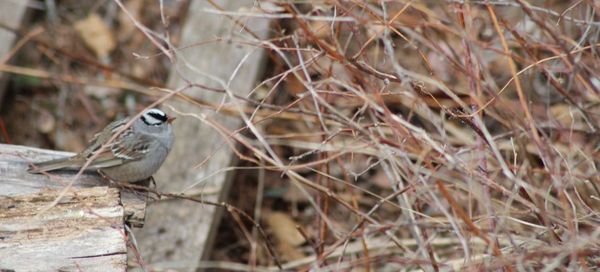 Close-up of bird perching on wood