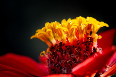 Close-up of yellow flower against black background