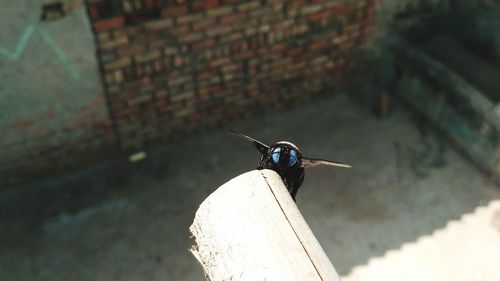 Close-up of bird perching outdoors