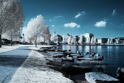 View of swan in winter