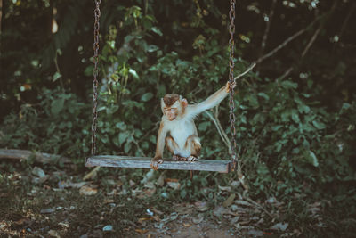 Monkey on a tree