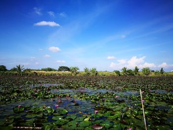 Plants growing on field against blue sky