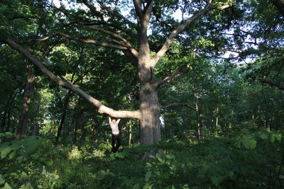 Low angle view of tree in forest