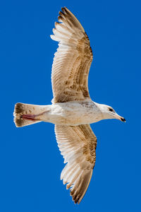 Low angle view of seagull flying against clear blue sky