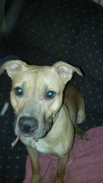 Close-up portrait of dog