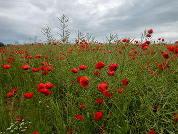 Poppy field in brandenburg 