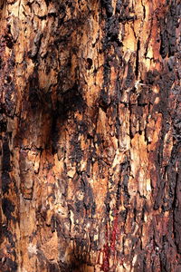 Full frame shot of tree trunk