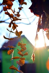 Low angle view of tree against sky